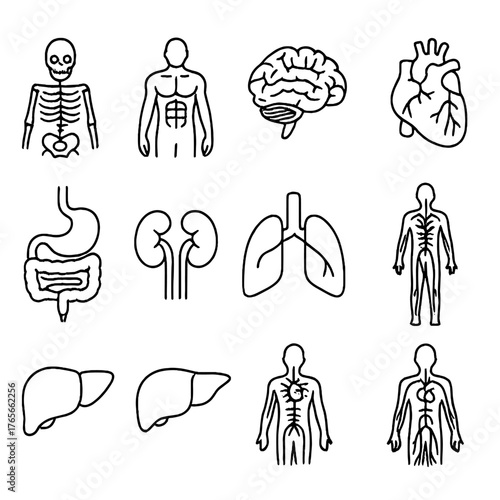 Human anatomy linear icon set. featuring skeleton, muscles, brain, heart, stomach, kidneys, lungs, veins, liver