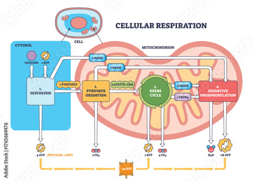 Cellular respiration overview shows energy flow from glycolysis to Krebs cycle and oxidative phosphorylation inside a mitochondrion, key objects, mitochondrion, ATP, NADH. Outline diagram