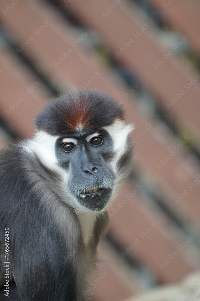 Obraz premium Collared mangabey