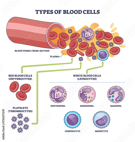 Blood cell types brief diagram shows classification and roles, key, red blood cells, white blood cells, platelets within plasma and vessel cross-section. Outline diagram
