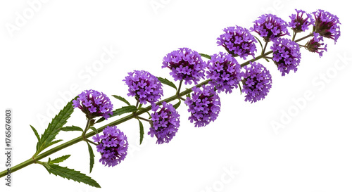 Elegant purple verbena blooms create a modern floral accent piece