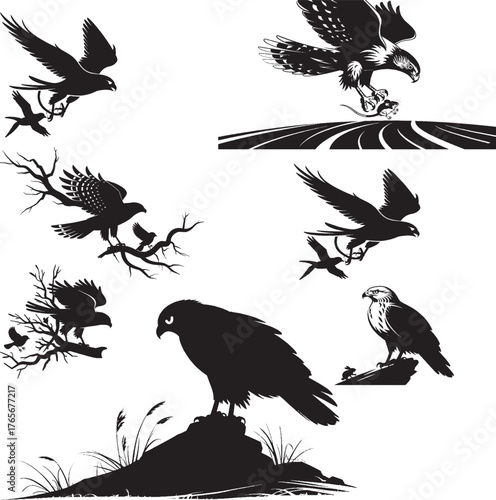 Eagle falcon bird hunting silhouette