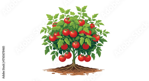 Tomato plant with ripe red tomatoes growing in garden.