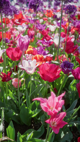 Wallpaper Mural Colorful tulips and alliums bloom in a vibrant dutch garden, showcasing a stunning array of pink, red, and purple flowers under the spring sunlight. Torontodigital.ca