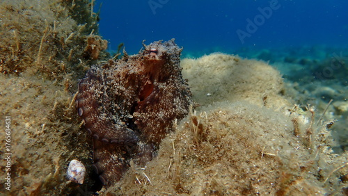 Common octopus (Octopus vulgaris) hunting, Aegean Sea, Greece, Halkidiki, Pirgos beach