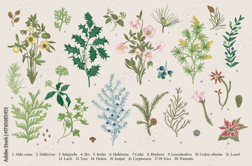 The Winter flora. Set of floral vector vintage elements. Part two. Colorful