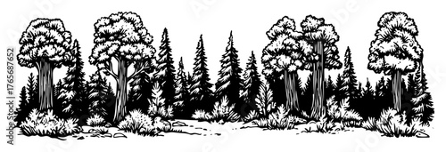 giant redwood sequoia forest panoramic sketch