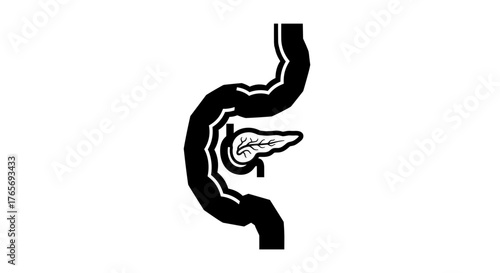 Illustration of the Pancreas and Duodenum Anatomy.