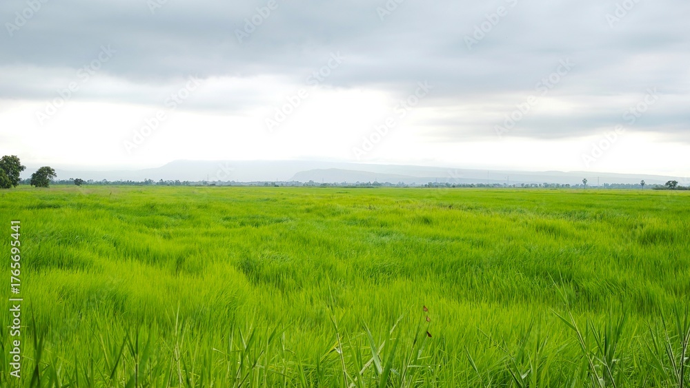 Fototapeta premium Green rice field.