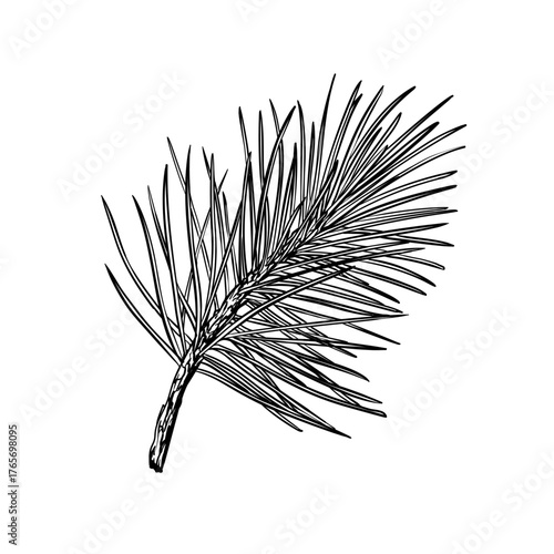 Vector hand drawn ink illustration style detailed pine branch isolated on white background