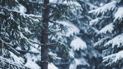 Snow Covered Pine Trees in a Dense Winter Forest.