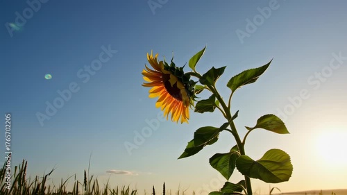 Sunflower in the sunlight with a blue sky background and green leaves.