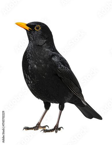 Amsel, transparenter Hintergrund, png
