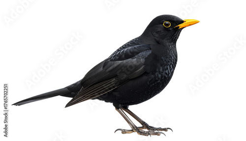 Amsel, transparenter Hintergrund, png