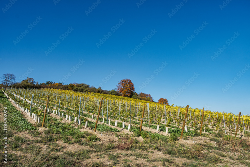 Fototapeta premium Hike through the vineyards on Rochusberg near Bingen in autumn