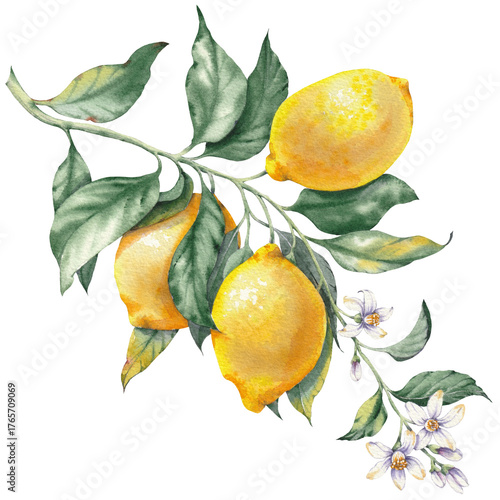 Watercolor illustration of a lemon fruit branches, hand-painted isolated clip art. Inspired by the timeless Mediterranean aesthetic of the Amalfi Coast. Perfect for summer-themed prints, packaging