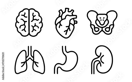 Minimalist line icons of human organs: brain, heart, pelvis, lungs, stomach, kidney