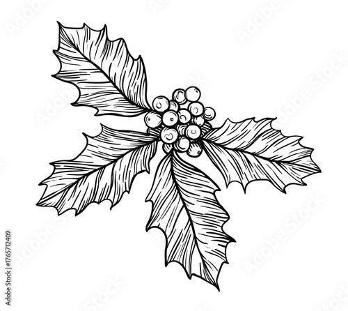Vector hand drawn ink illustration style detailed holly leaves and berries isolated on white background