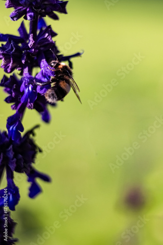 bumblebee on lavender