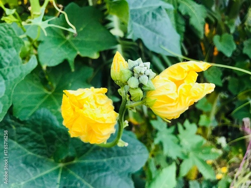 Closeup of a vibrant yellow sponge gourd flower with unopened buds in a lush garden