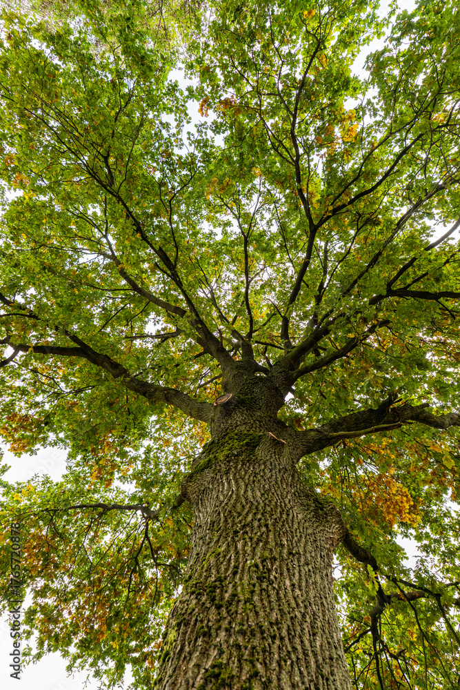Obraz premium Blick in die Baumkrone einer Eiche