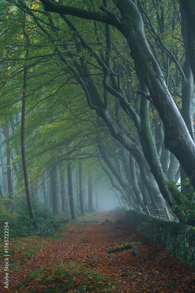 Obraz premium A misty rural autumn woodland landscape of arching beech trees and a dry stone wall at Upper Moor, Darwin Forest in the Derbyshire Dales, England, UK.