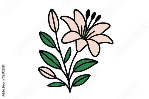 Elegant pink lily blossom with green foliage and unopened flower buds