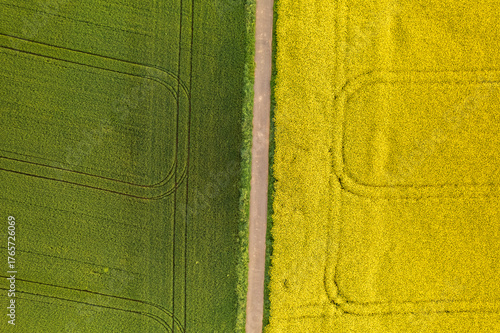 Aerial view of vibrant green and yellow fields divided by a narrow path, creating a striking contrast of agricultural landscapes, Mannheim, Baden-Wurttemberg, Germany.