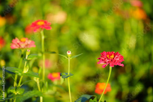 Fototapeta Naklejka Na Ścianę i Meble -  Bright red flowers bloom vibrantly in a sunlit garden, showcasing their delicate petals against a soft green background.