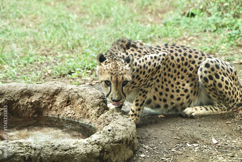 動物園のチーター