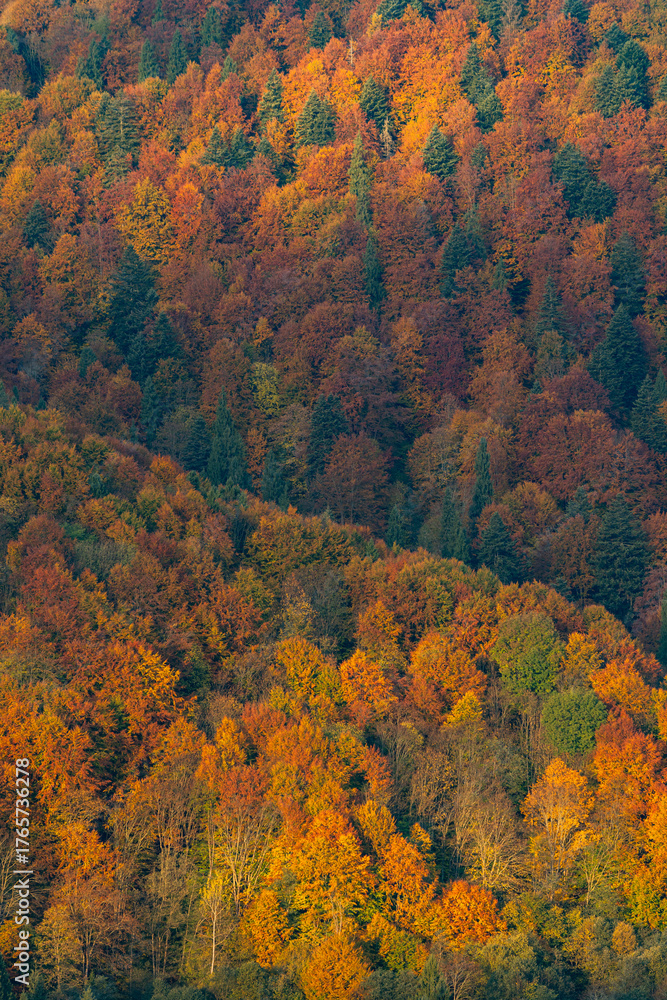 Fototapeta premium Beautiful autumn foliage in Carpathian mountains forest landscape