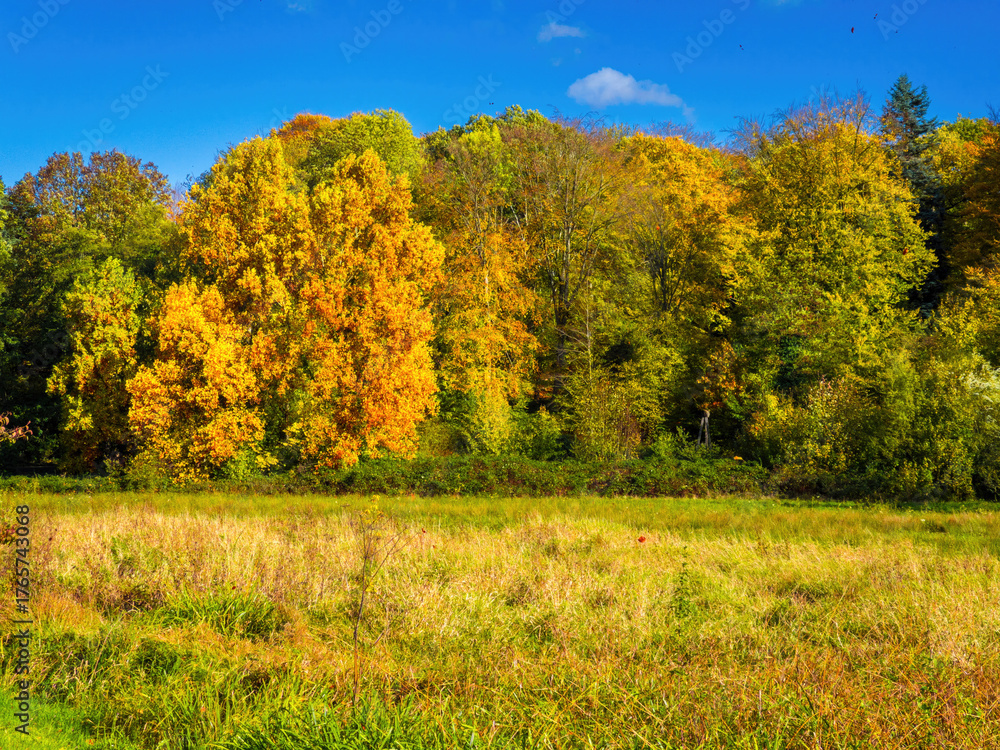 Fototapeta premium Fall trees landscape in vibrant colors