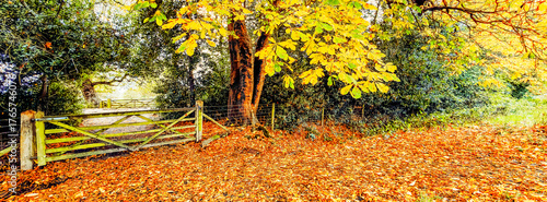 Wallpaper Mural Footpath road lane in autumn  Torontodigital.ca