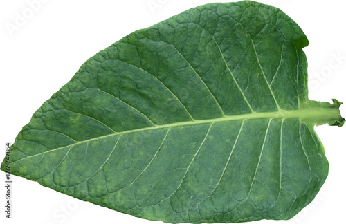 Green tobacco leaves (Nicotiana tabacum) transparent background, Green leaves