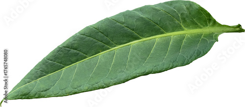 Green tobacco leaves (Nicotiana tabacum) transparent background, Green leaves