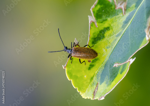 Chrysomelid beetle on green leaf. Sharp macro showing compact morphology, segmented antennae, and phytophagous behavior in natural habitat with soft background.