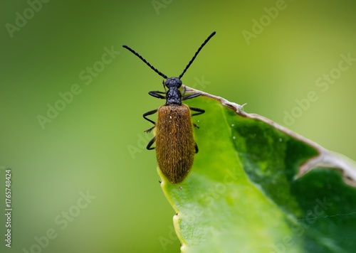 Chrysomelid beetle on green leaf. Sharp macro showing compact morphology, segmented antennae, and phytophagous behavior in natural habitat with soft background.