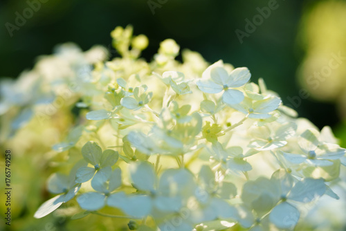 A cluster of white flowers glows in soft light, showing delicate petals and small buds reaching upward, creating a gentle and serene scene.