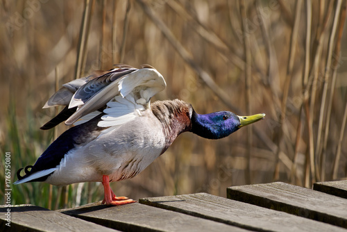 Pose eines Stockentenerpels (Anas platyrhynchos) nach der Gefiederpflege auf einem Holzsteg vor braunem Schilf - Tälesee, Empfingen, Deutschland