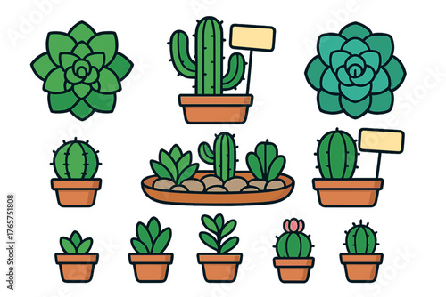 Various potted desert plants, including cacti and succulent rosettes in terracotta pots