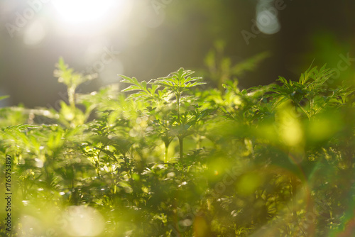 Green leaves emerge from the earth bathed in gentle sunlight. Delicate plants reach upwards toward the bright sky. Fresh growth unfolds in a natural, soft light.