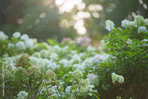 Delicate white flowers bloom in a lush garden with soft light filtering through the trees overhead, creating a peaceful natural scene.