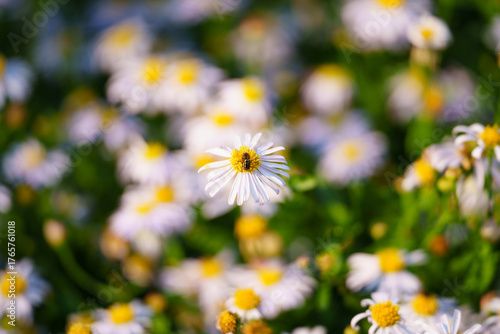 A bee rests on a white daisy in a field of flowers.