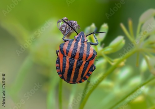 Graphosoma italicum on green plant. Sharp macro showing symmetrical pattern, pentatomid morphology, and aposematic mimicry in Mediterranean habitat with soft background.