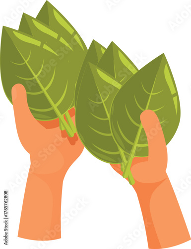 Hands holding a bunch of freshly harvested tobacco leaves, representing agricultural practices and the tobacco industry