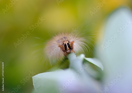 Lymantria dispar larva on green plant.