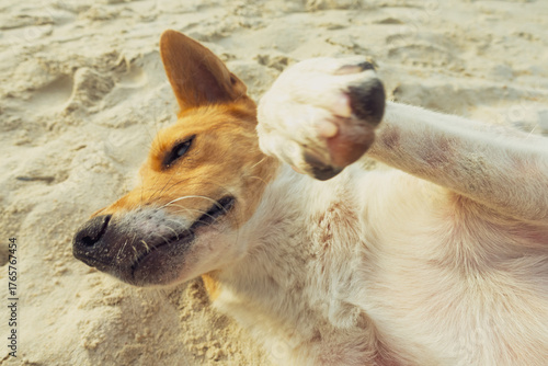Plakat アジアの静かなビーチで砂の上にくつろぐ穏やかな表情の犬
