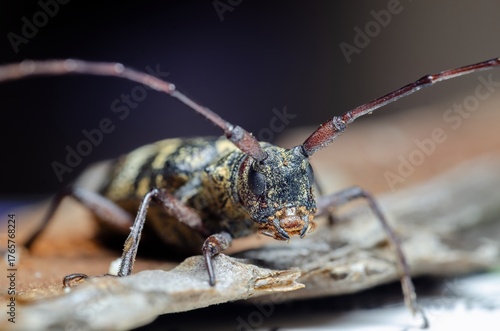 Morimus asper on wood. Sharp macro showing cerambycid camouflage, rough body texture, and long antennae in forest habitat with soft background and natural textures.