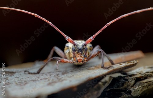 Morimus asper on wood. Sharp macro showing cerambycid camouflage, rough body texture, and long antennae in forest habitat with soft background and natural textures.