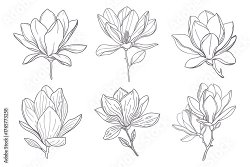Set of magnolia flowers. Elegant magnolia flower line art collection.